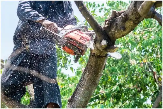 tree services Eastview